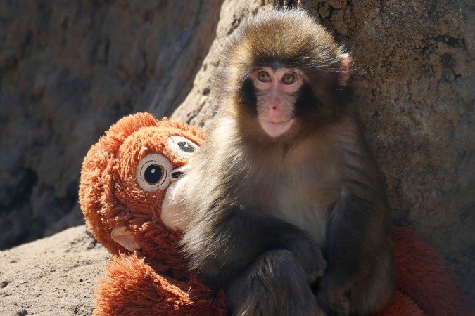 Filhote de macaco rejeitado encontra abrigo em pelúcia no Japão