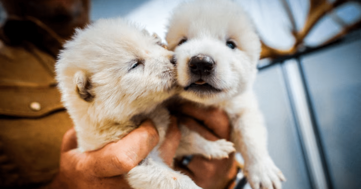 Novo biobanco em Dubai congela DNA de 10 mil espécies e mira extinção