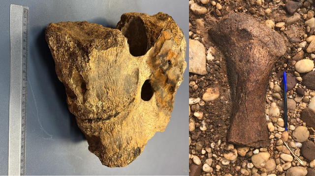 Fósseis em MS revelam megafauna tardia e oceano de 550 milhões de anos