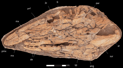 Novo mosassauro gigante de 9 m é descrito em fósseis do Marrocos