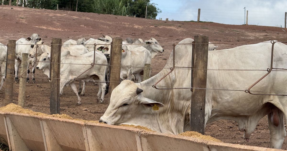 Milho floculado ganha espaço na pecuária e eleva eficiência em MT