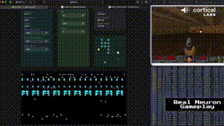 Startup usa 800 mil neurônios humanos para jogar Doom em tempo real