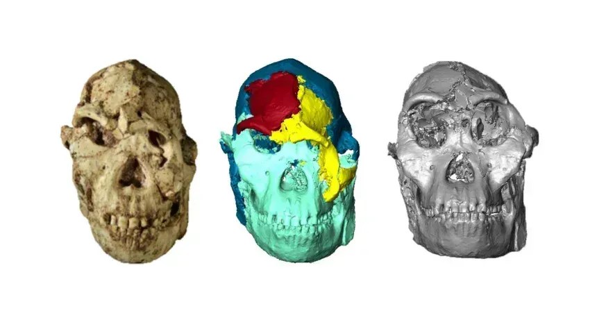 Rosto de ancestral humano de 3,7 milhões de anos é revelado em 3D