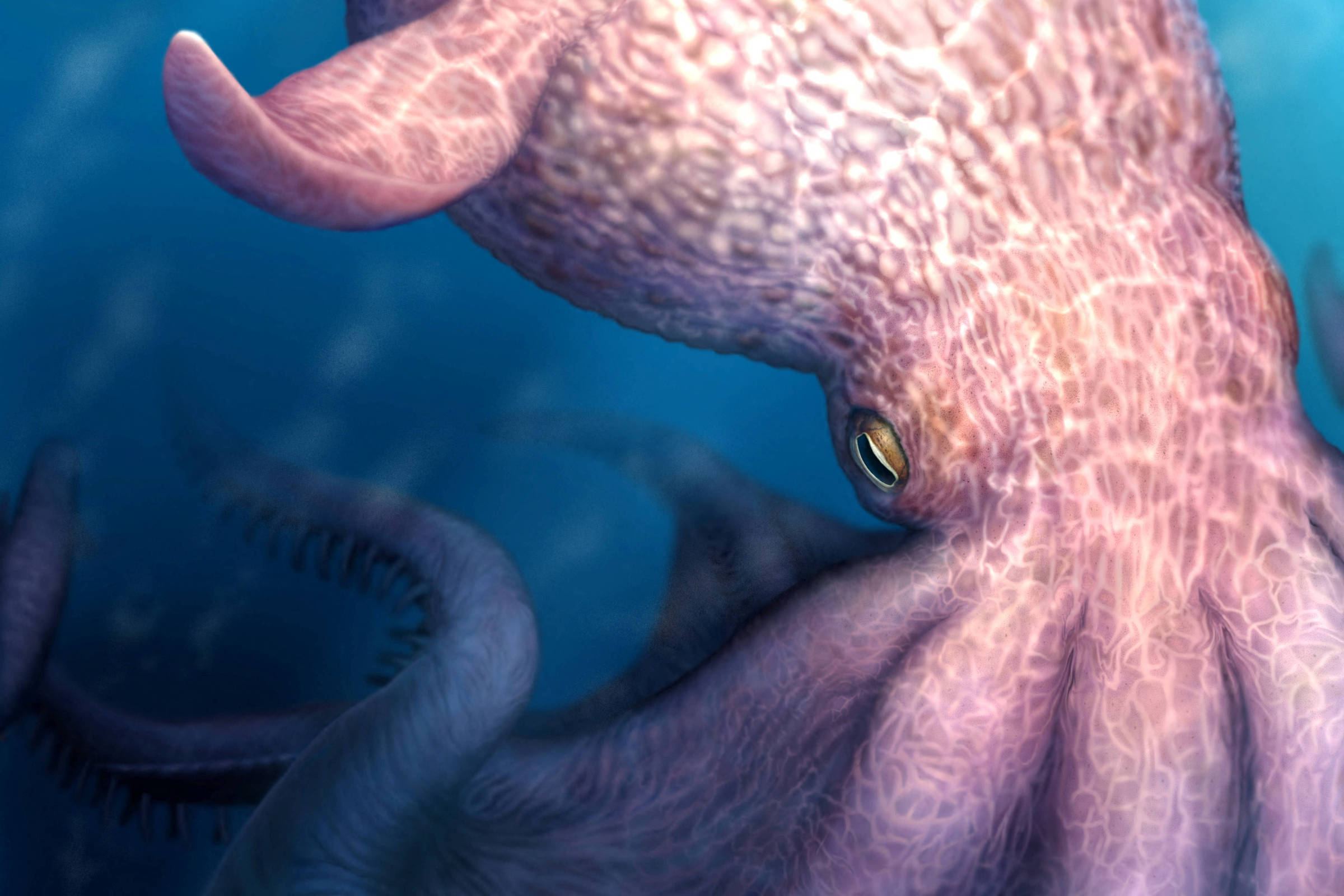 Polvos gigantes de até 19 m teriam dominado mares do Cretáceo