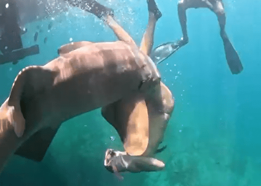 Advogada mordida por tubarão-lixa em Noronha divulga novo vídeo