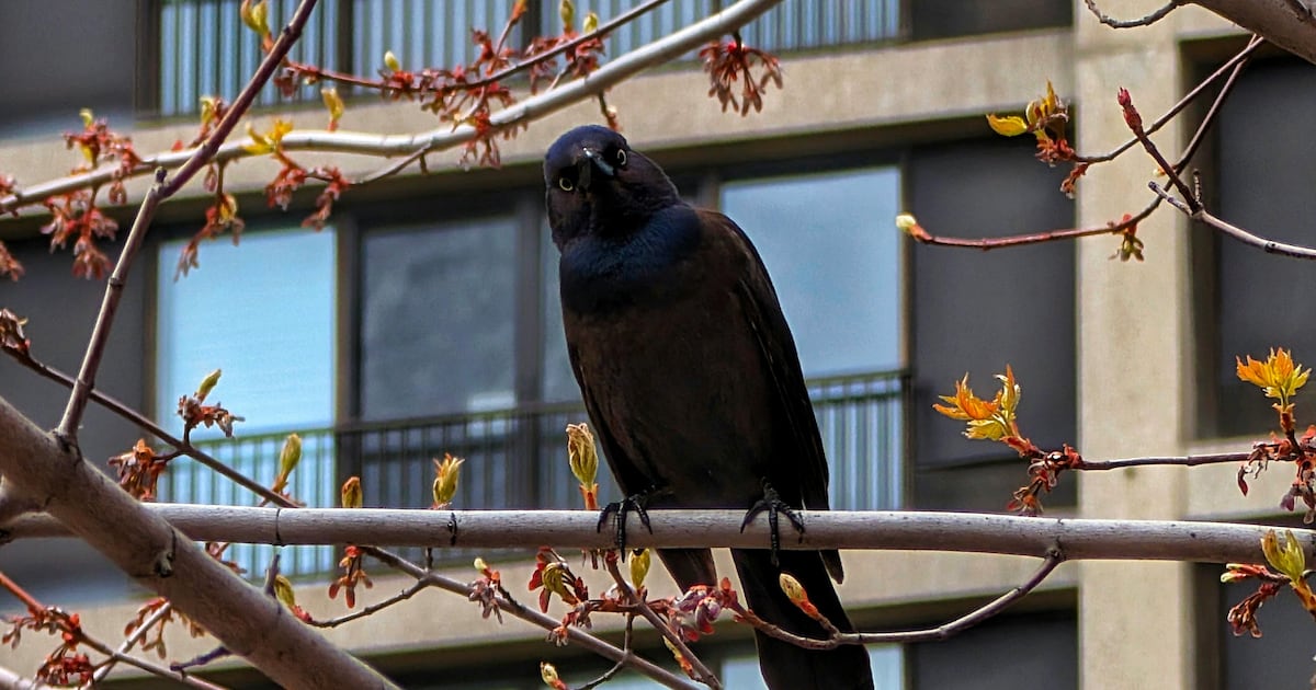 Estudo mostra que aves urbanas fogem mais rápido de mulheres