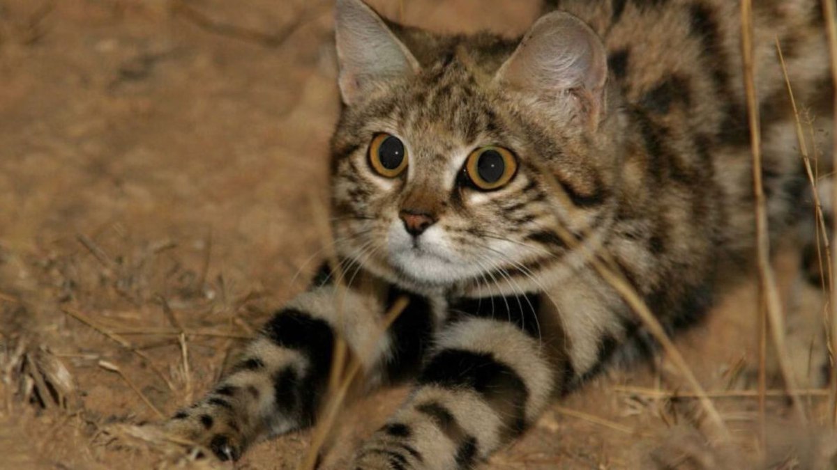Gyra, a minúscula gata que se torna a caçadora mais letal da África