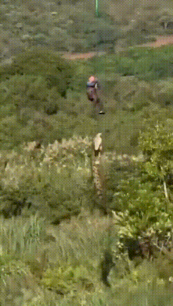 Policial resgata restos de homem devorado por crocodilo na África do Sul