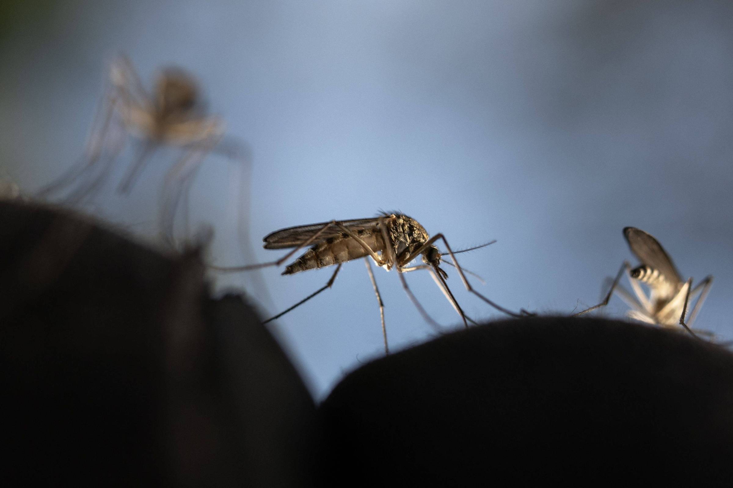 Estudo revela mistura química que transforma pessoas em ímã para mosquitos