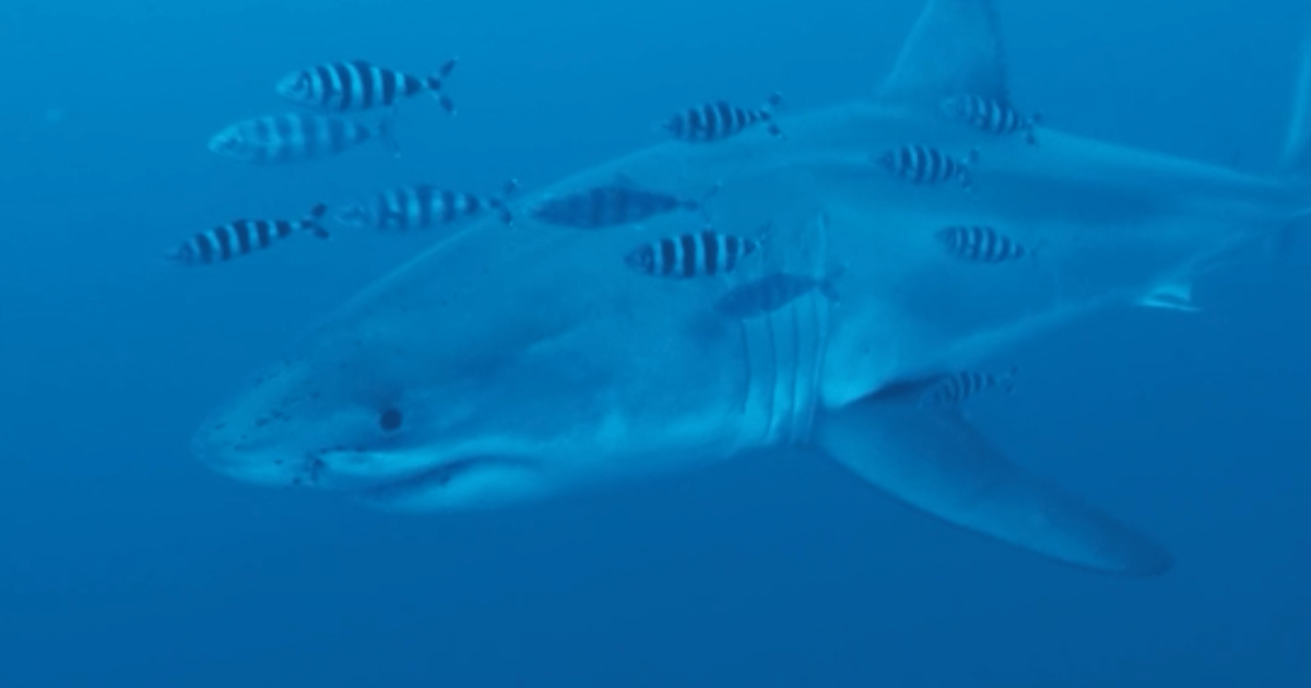 Tubarão-branco é filmado por mergulhadores no Mediterrâneo pela 1ª vez