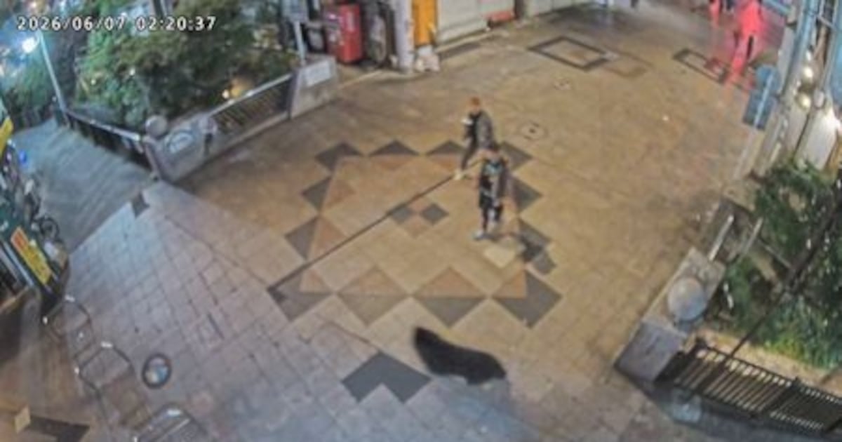 Urso negro mobiliza cidade japonesa e expõe conflito com áreas urbanas