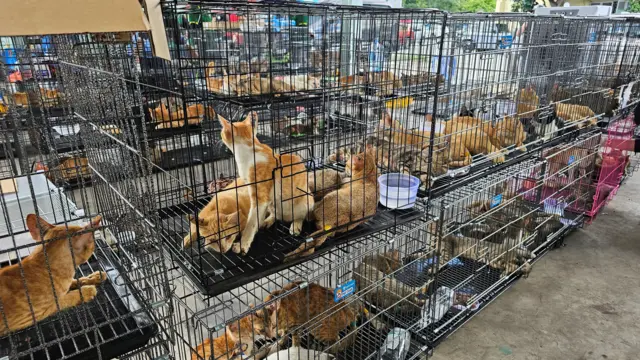 Vietnã desmantela quadrilha que roubava gatos para abate e consumo
