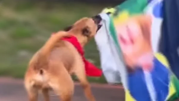 VÍDEO: Cachorro “petista” é flagrado atacando bandeira de Flávio Bolsonaro