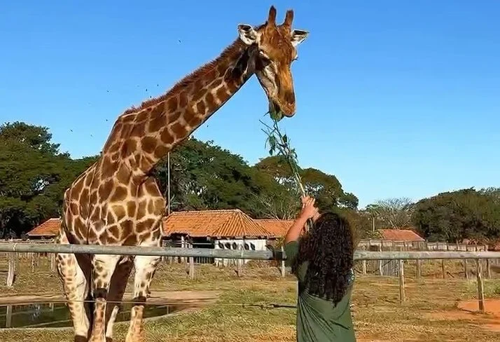 Zoológico de Brasília fecha para visitação no domingo de segundo turno