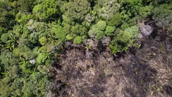 Holanda vai investir R$ 2,5 bi em preservação de florestas no Brasil