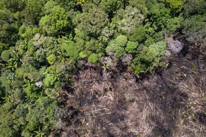 Holanda vai investir R$ 2,5 bi em preservação de florestas no Brasil