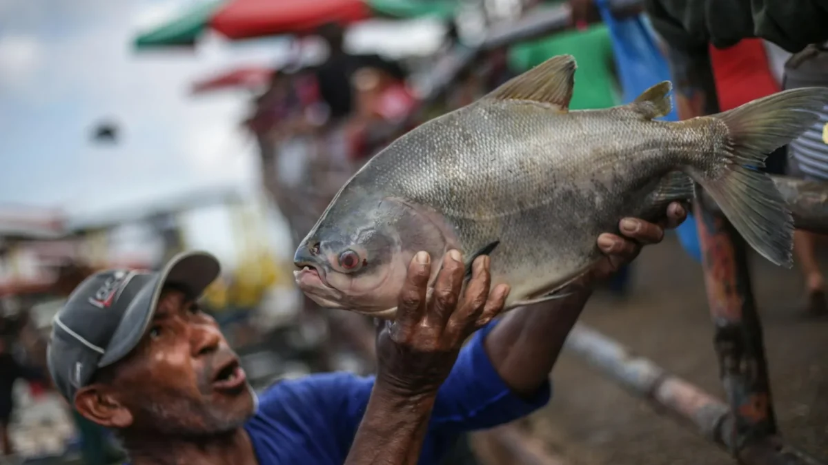 Tambaqui ameaçado de extinção: governo descarta proibição da pesca e venda do peixe