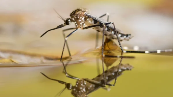 Minas Gerais já registra 52 mortes por dengue em 2026, diz governo do Estado