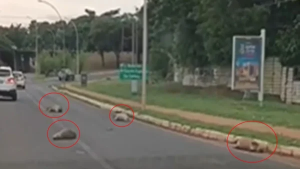 Quatro capivaras são encontradas mortas em via do Lago Sul, no Distrito Federal