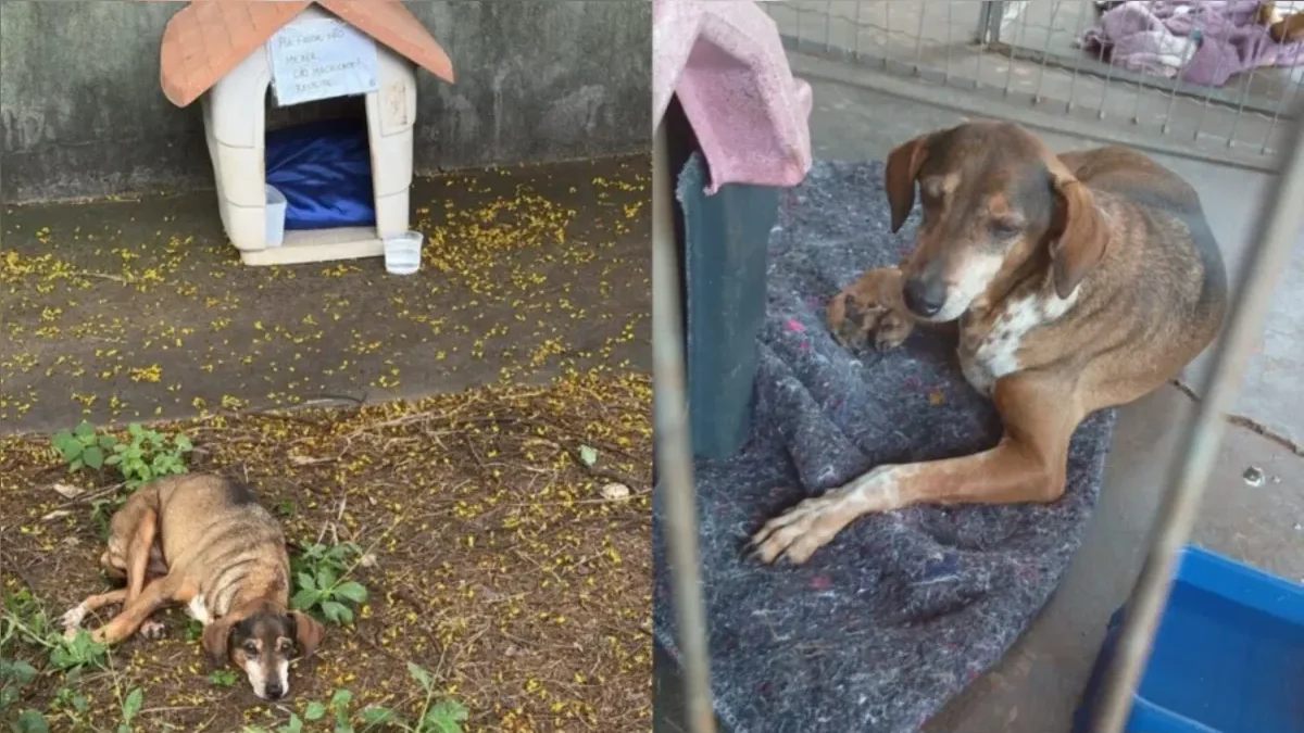 Cachorro ferido é resgatado após bilhete em casinha pedir respeito em Maringá