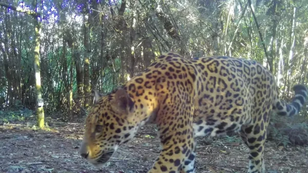 Nova onça-pintada é flagrada no Parque Nacional do Iguaçu e ganha nome em guarani