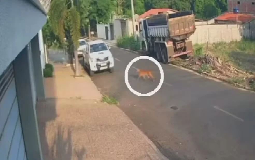 Onça surpreende moradores ao caminhar por rua de cidade em Goiás; veja vídeo