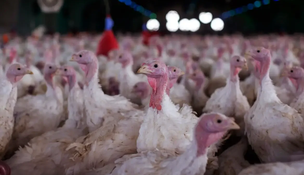 Arábia Saudita suspende compra de frango de Santa Catarina e amplia pressão sobre o agro brasileiro