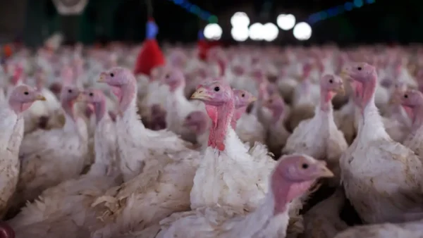 Arábia Saudita suspende compra de frango de Santa Catarina e amplia pressão sobre o agro brasileiro