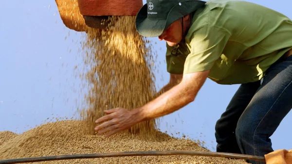 El Niño deve provocar perdas de R$ 33 bi na safra de soja no país
