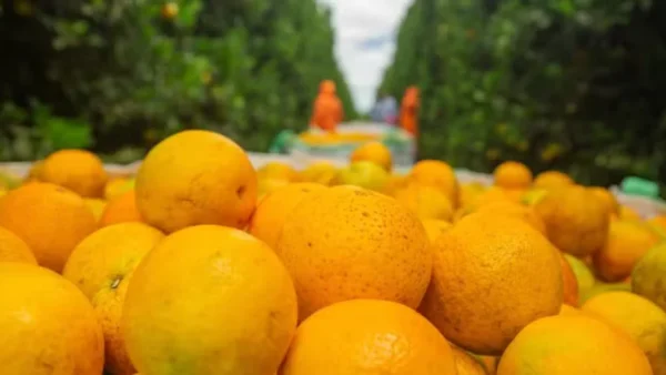 Preço da laranja cai com compras reduzidas das indústrias de suco