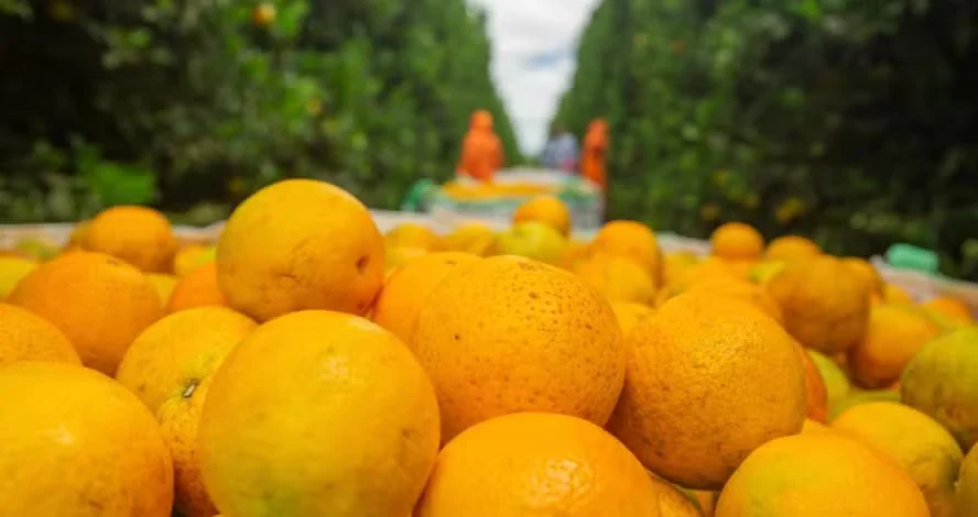 Preço da laranja cai com compras reduzidas das indústrias de suco