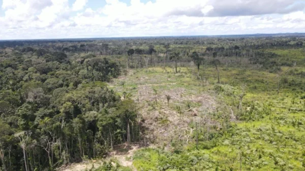 Amazonas tem área de 1,2 mil campos de futebol embargada e R$ 8,5 milhões em multas